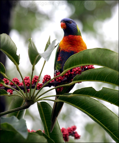 Rainbow Lorikeet rainbow_lorikeet_05297.psd