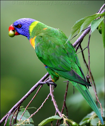 Rainbow Lorikeet rainbow_lorikeet_12099.psd