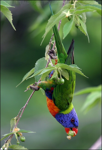 Rainbow Lorikeet rainbow_lorikeet_12150.psd
