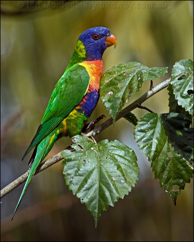 Rainbow Lorikeet rainbow_lorikeet_167311.psd