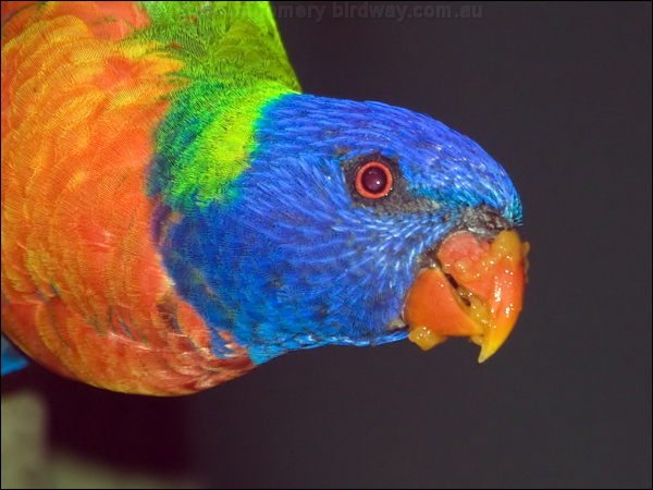Rainbow Lorikeet rainbow_lorikeet_167733.psd