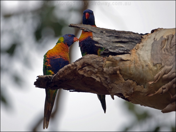 Rainbow Lorikeet rainbow_lorikeet_170054.psd