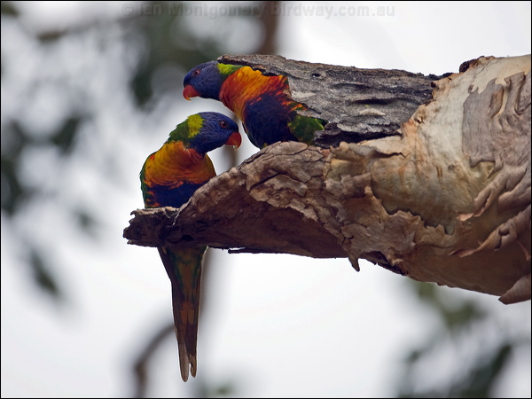 Rainbow Lorikeet rainbow_lorikeet_170056.psd