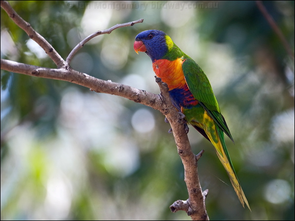 Rainbow Lorikeet rainbow_lorikeet_170209.psd