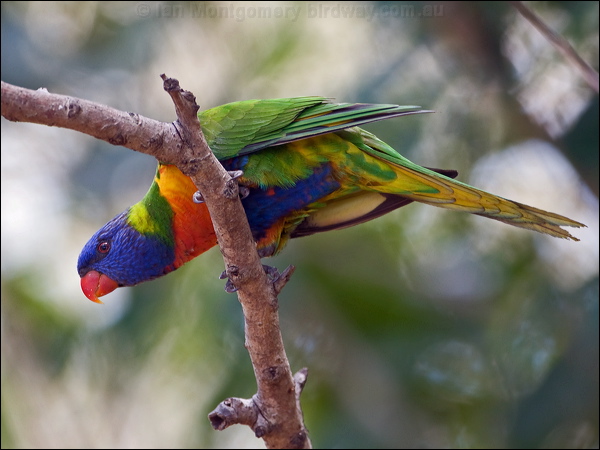 Rainbow Lorikeet rainbow_lorikeet_170211.psd