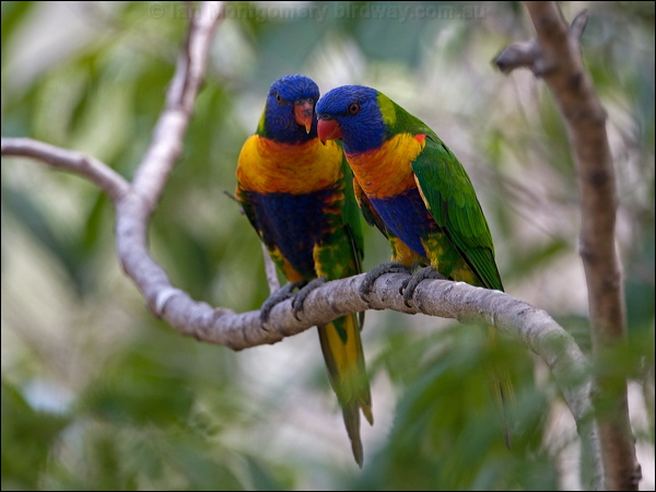 Rainbow Lorikeet rainbow_lorikeet_180243.psd