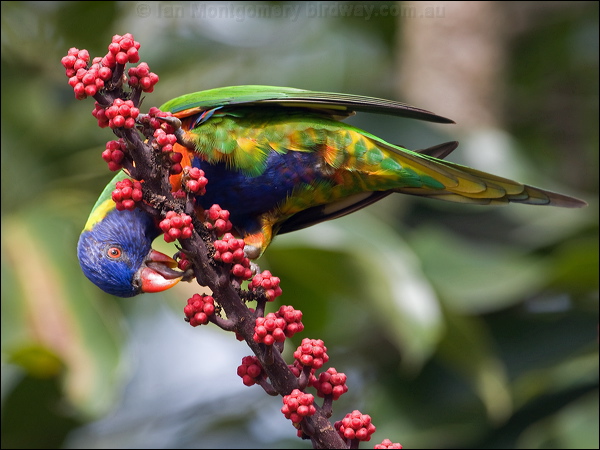Rainbow Lorikeet rainbow_lorikeet_181090.psd