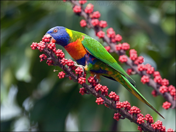 Rainbow Lorikeet rainbow_lorikeet_181093.psd