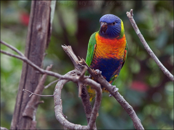 Rainbow Lorikeet rainbow_lorikeet_200133.psd