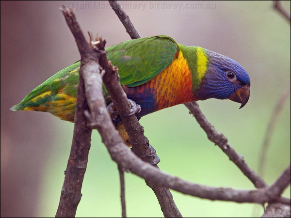 Rainbow Lorikeet rainbow_lorikeet_200136.psd