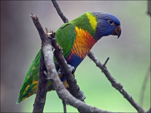 Rainbow Lorikeet rainbow_lorikeet_200138.psd