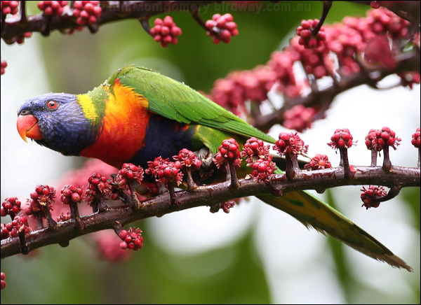 Rainbow Lorikeet rainbow_lorikeet_31144.psd