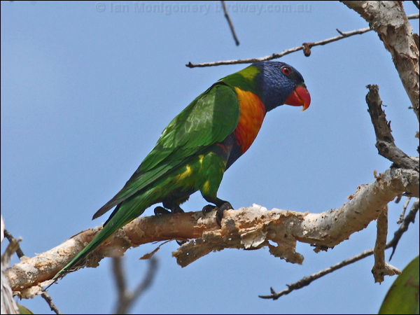 Rainbow Lorikeet rainbow_lorikeet_96053.psd