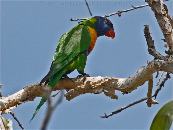 Rainbow Lorikeet rainbow_lorikeet_96054.psd