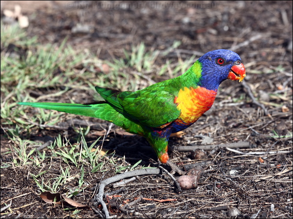 Rainbow Lorikeet rainbow_lorikeet_97825.psd