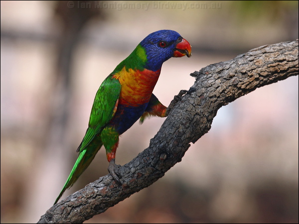 Rainbow Lorikeet rainbow_lorikeet_97835.psd