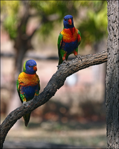 Rainbow Lorikeet rainbow_lorikeet_97836.psd
