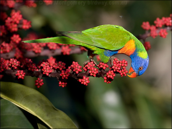Rainbow Lorikeet rainbow_lorikeet_99044.psd