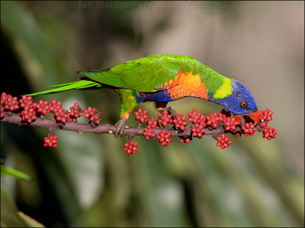 Rainbow Lorikeet rainbow_lorikeet_99074.psd