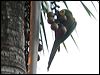 red_bellied_macaw_24251