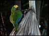 red_bellied_macaw_24259