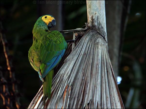 Red-bellied Macaw red_bellied_macaw_24259.psd
