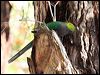 red_capped_parrot_38214