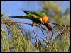 Click here to enter gallery and see photos of Rainbow Lorikeet