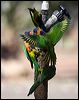 red_collar_lorikeet_90948