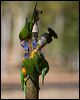 red_collar_lorikeet_90955