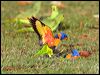 red_collar_lorikeet_92328