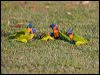 red_collar_lorikeet_92367