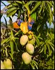 red_collar_lorikeet_92685