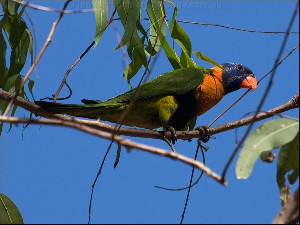 Red-collared Lorikeet red_collar_lorikeet_90927.psd