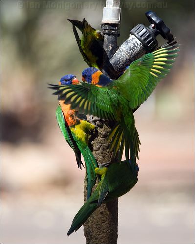 Red-collared Lorikeet red_collar_lorikeet_90948.psd