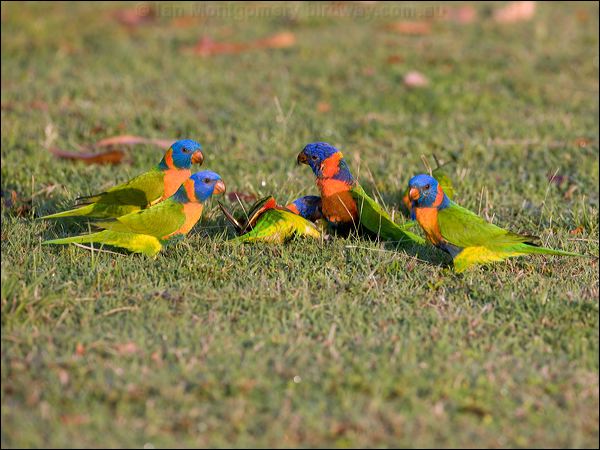 Red-collared Lorikeet red_collar_lorikeet_92367.psd