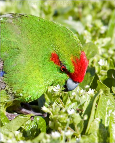 Red-crowned Parakeet red_crown_parakeet_124121.psd