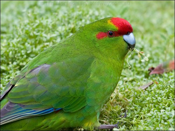 Red-crowned Parakeet red_crown_parakeet_124696.psd