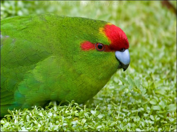 Red-crowned Parakeet red_crown_parakeet_124717.psd