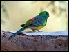Click here to enter gallery and see photos of Red-rumped Parrot
