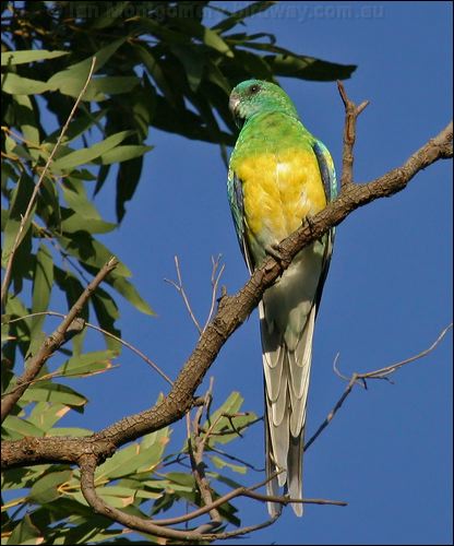 Red-rumped Parrot red_rumped_parrot_06217.psd