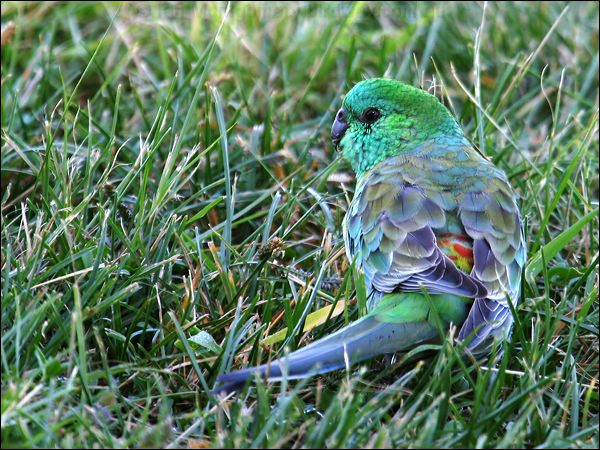 Red-rumped Parrot red_rumped_parrot_06563.psd