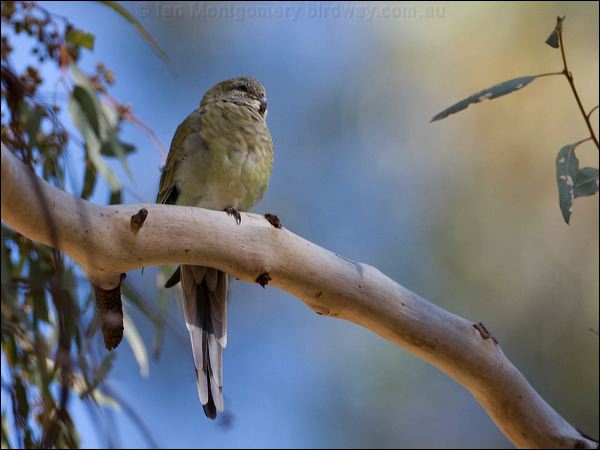Red-rumped Parrot red_rumped_parrot_87197.psd