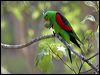red_winged_parrot_04064
