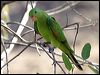 red_winged_parrot_21415