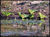 red_winged_parrot_42868