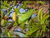 red_winged_parrot_92499
