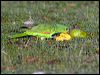 red_winged_parrot_92676