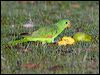 red_winged_parrot_92677