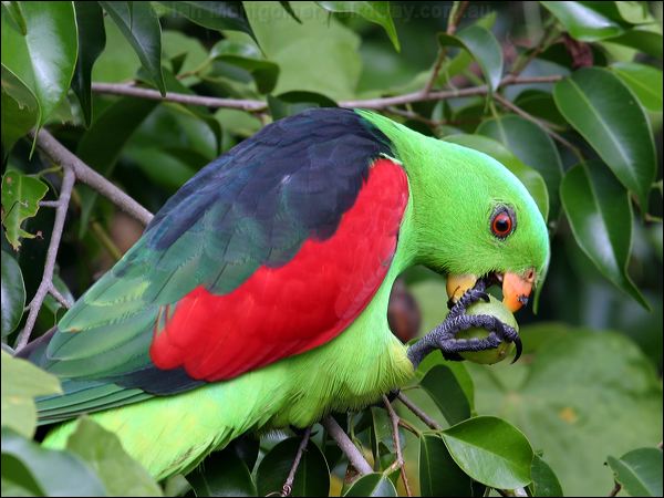 Red-winged Parrot red_winged_parrot_05358.jpg